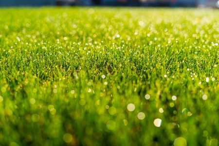 Fertilization Schedule for North Texas Lawns: What to Do Month-by-Month