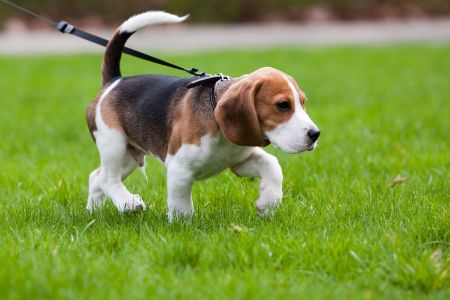 How To Make Your Garden Dog Friendly
