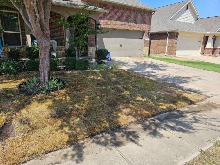 Is It Time to Upgrade Your Lawn with New Sod?
